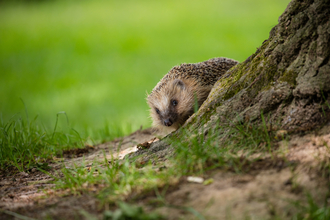 Hedgehog behind a mossy tree