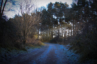 Woodland at Lackford Lakes 