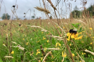 Red-tailed bumblebee on birds foot trefoil