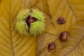 Sweet Chestnut courtesy of Kevin Sawford