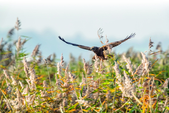 A marsh harrier flying low over a field