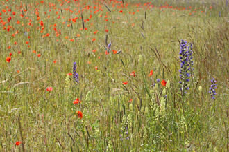 Field poppies