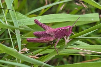 grasshopper