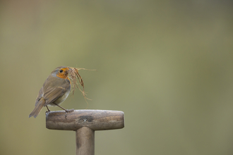 robin holding nesting material