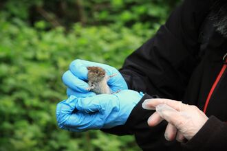 A bank vole being held with gloved hands during a small mammal survey