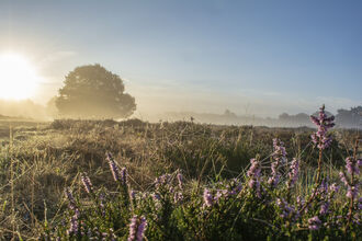 Knettishall Heath, Autumn Mist