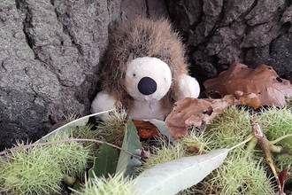 hedgehog toy