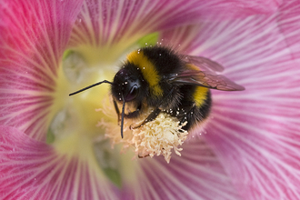 White-tailed bumblebee courtesy of Penny Frith