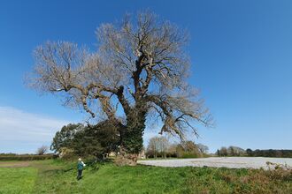 A person standing beneath a black poplar tree showing the massive scale of these trees