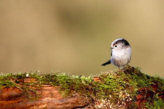 Long-tailed tit