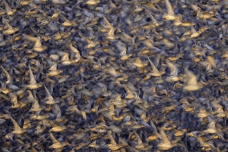 A dense flock of knot, medium-sized wading birds with silvery plumage, takes to the air, filling the frame completely