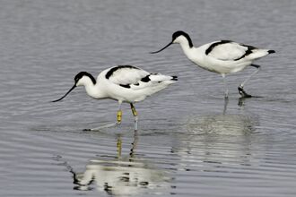 Two black and white Avocet birds stand in shallow water feeding