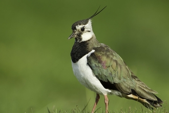 A lapwing stands in front of a blurred grass background