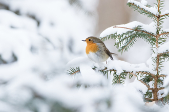 Robin in Christmas tree
