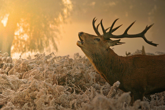 Red deer stag in orange autumn morning light, The Wildlife Trusts