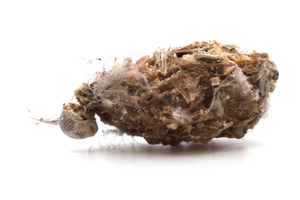 Cormorant pellet courtesy of Ed Drewitt