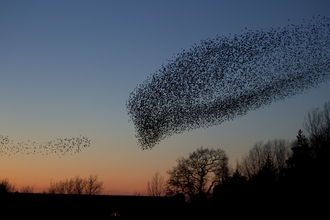Starling mumuration