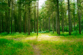 Thetford Forest