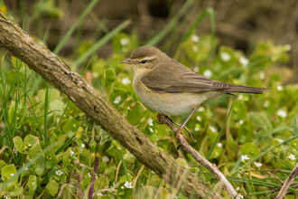 Chiffchaff sitting on a branch 