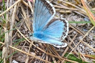 Chalkhill Blue Butterfly