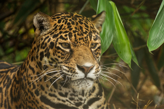 Jag relaxing-Barbara Meyer