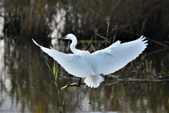 Little egret about to land in a river in Suffolk