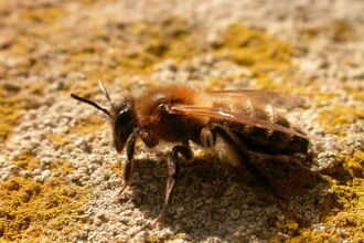 A close-up shot of a mining bee 
