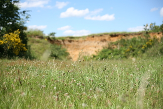 Grassland and sand cliff, Suffolk Landscape
