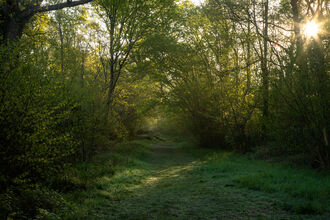 Grassy path at Bradfield Woods at sunrise 