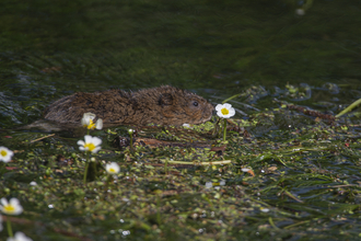 A water vole swimming through a river with small white flowers and green plant debris.