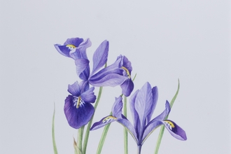 ruth wharrier iris