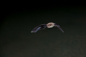 bat 2