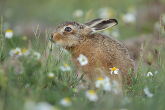 Kevin Sawford Hare
