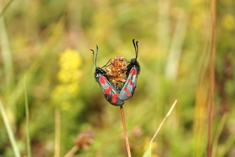 Pair of six-spot burnet moths
