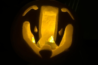 Halloween pumpkin shaped as a badger with lights inside