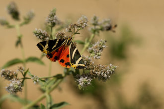 Jersey Tiger moth