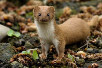 Weasel, courtesy Derbyshire Wildlife Trust