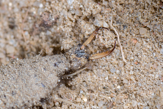A close-up shot of an antlion larvae 
