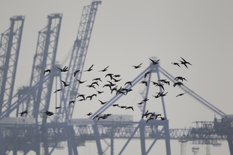 A flock of Brent Geese flying at Trimley Marshes with the cranes of Felixstowe docks in the background