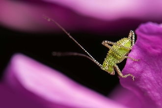 Speckled bush cricket nymph