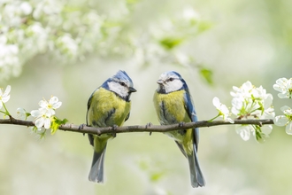 Pair of blue tits on blossom tree
