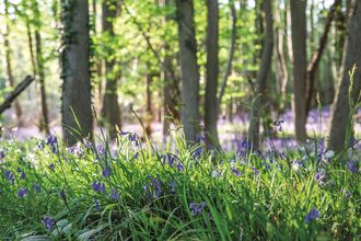 Bluebells at Reydon Woods