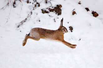 A hare leaping through a snowy landscape