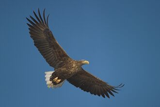 A white tailed eagle flying