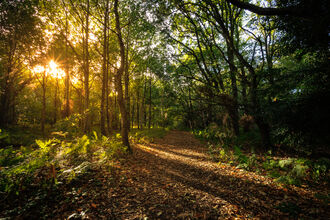 Lound Lakes, Woodland Autumn 2025