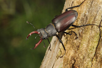 Stag Beetle Terry Whittaker/2020VISION