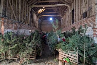 Christmas Trees at Foxburrow Farm 