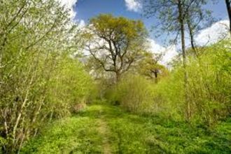 Ashwellthorpe Woods Norfolk Wildlife Trust