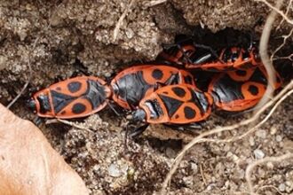 Fire Bugs in Rendlesham Forest, Ben Calvesbert