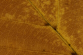 Close up of a leaf